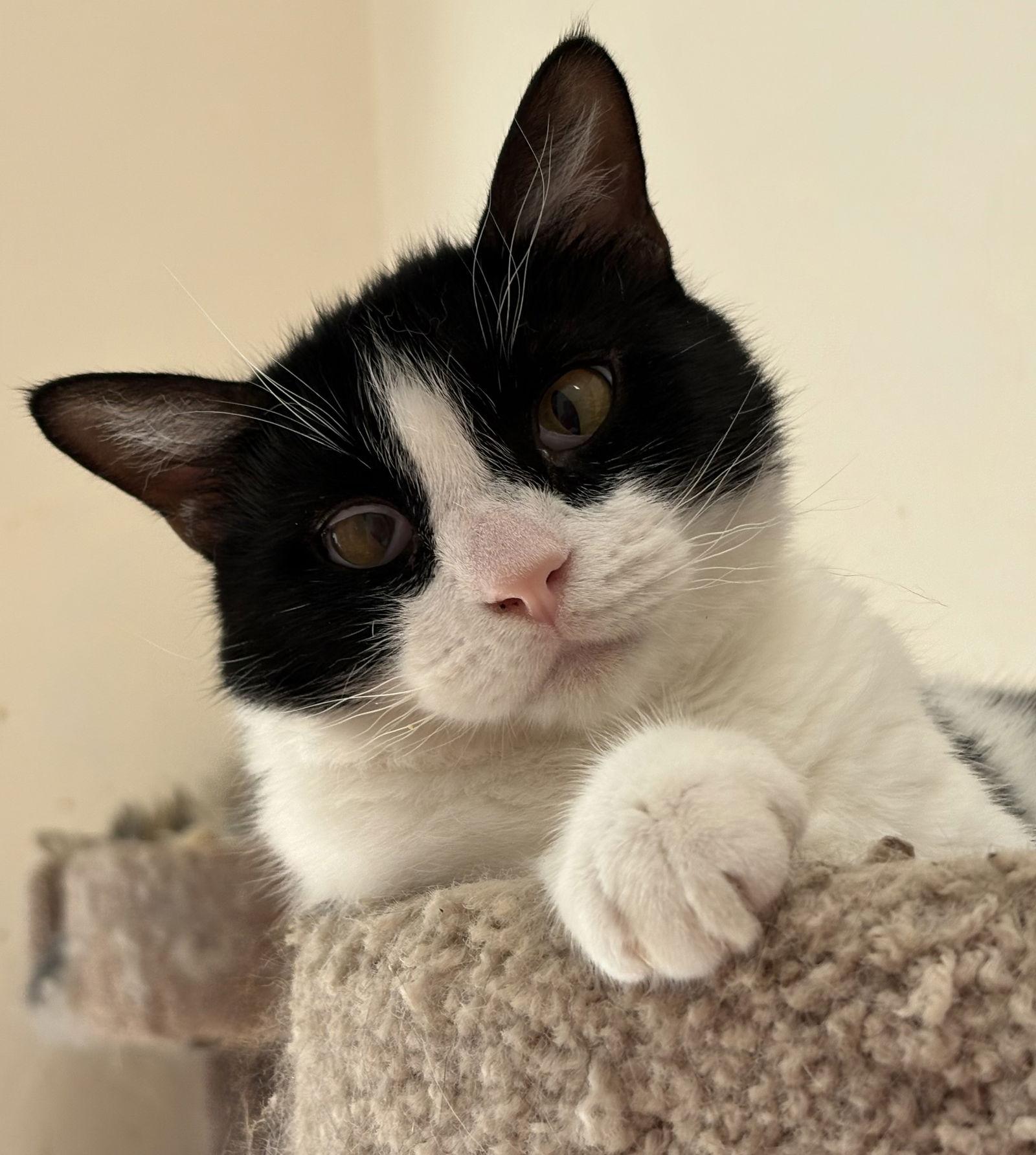 Enlarge Georgie, a Adoptable Domestic Short Hair in McKinney, TX image 2/3