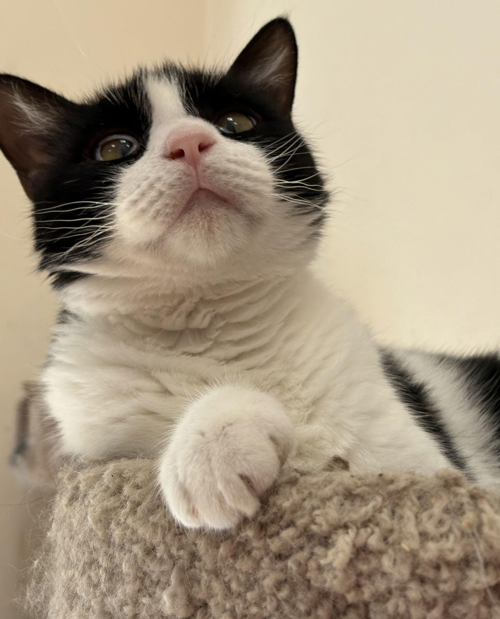 Enlarge Georgie, a Adoptable Domestic Short Hair in McKinney, TX image 3/3