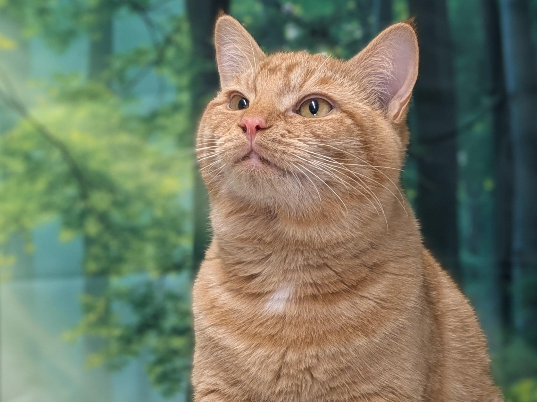 Enlarge Camembert SHY CAT SPECIAL $20, a Adoptable mixed breed in Monroe, WA image 2/6