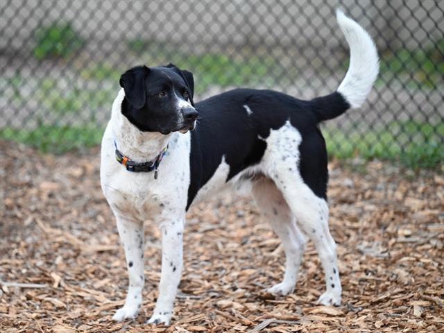 Enlarge GEORGE, a Adoptable mixed breed in Santa Cruz, CA image 1/1