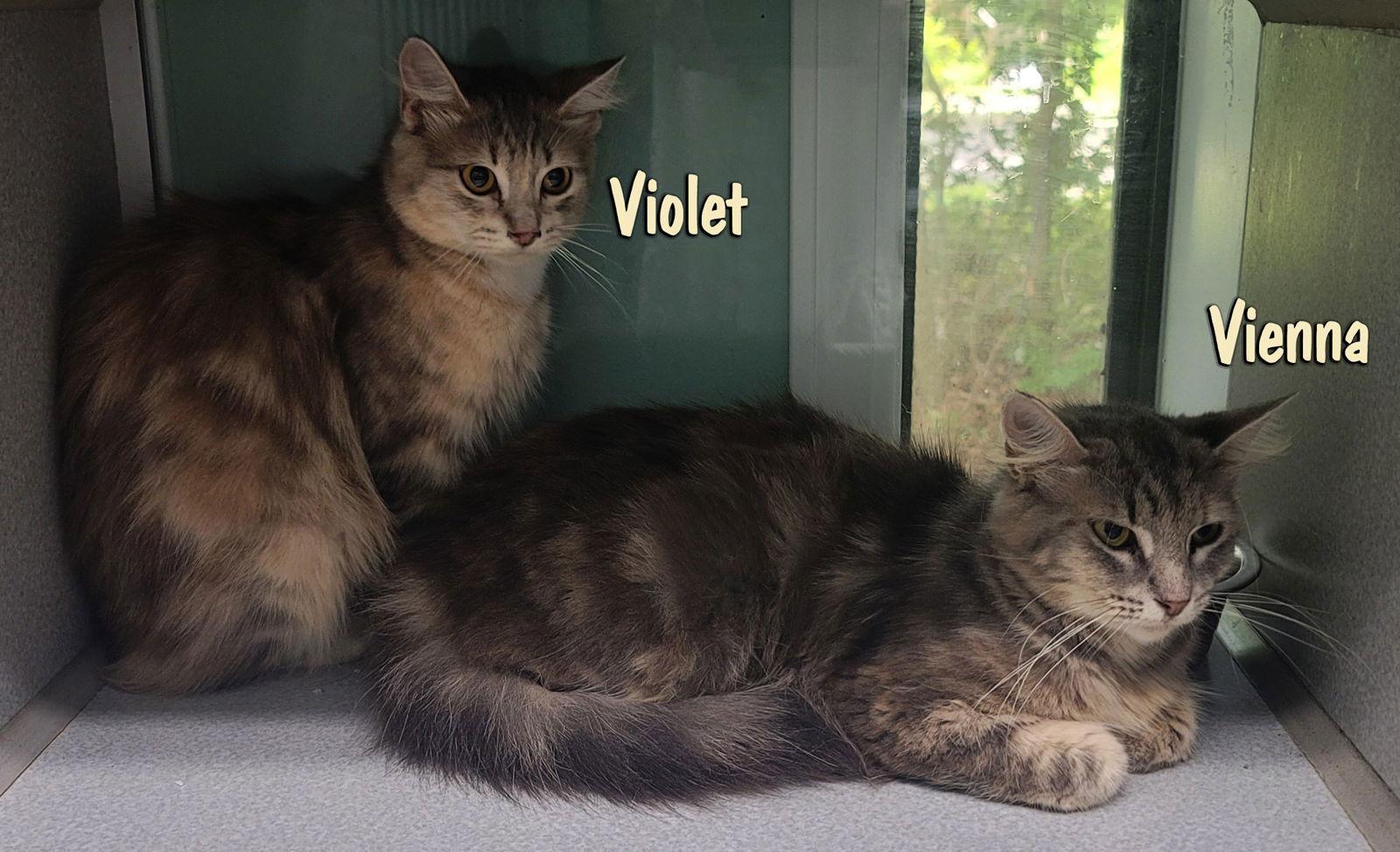 Violet, Adoptable, Young Female Dilute Tortoiseshell & Domestic Long Hair.