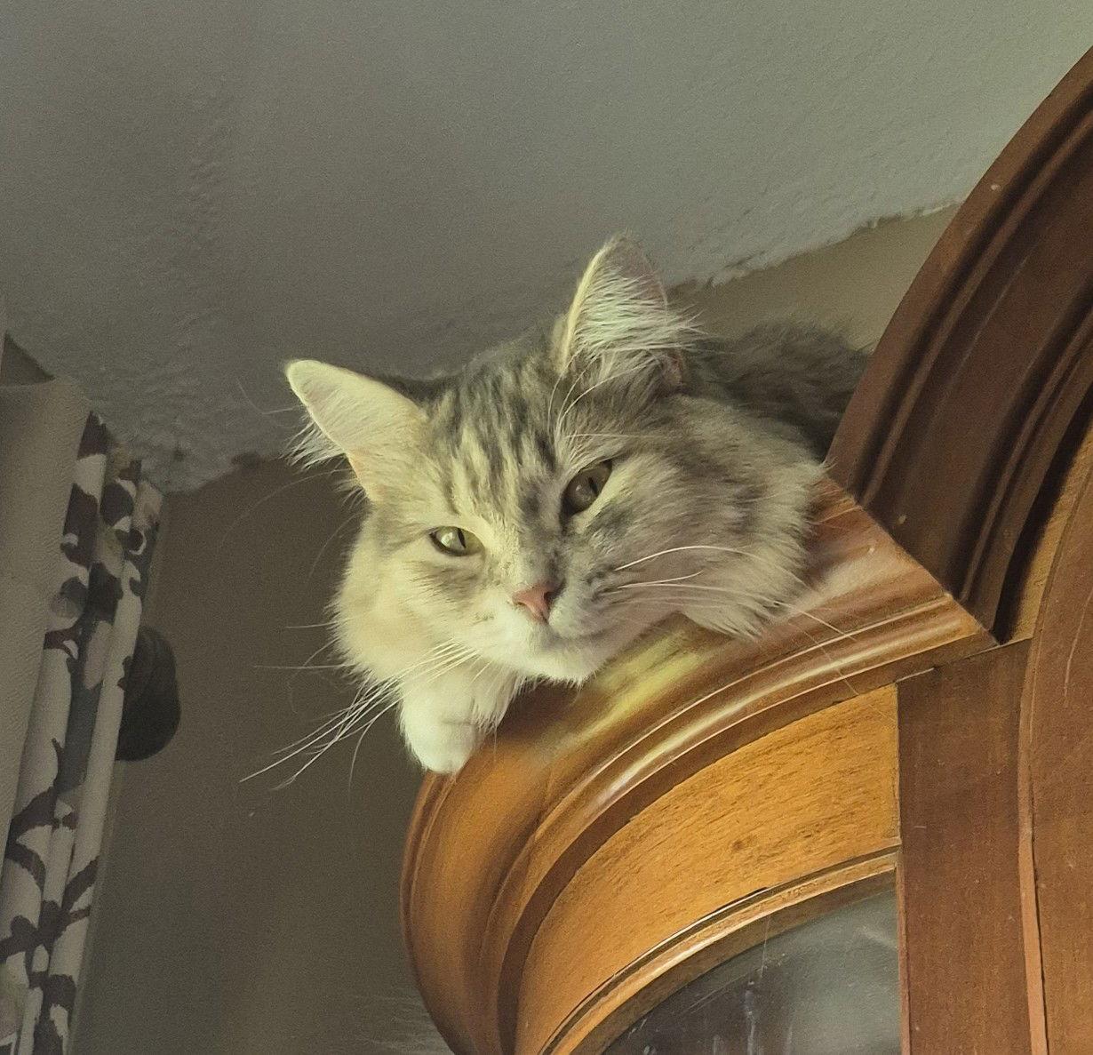 Enlarge Violet, a Adopted mixed breed in Magnolia Springs, AL image 2/3