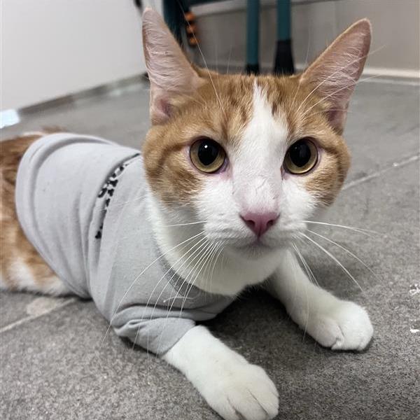 Enlarge Arizona, a Adoptable Domestic Short Hair in Bentonville, AR image 2/6