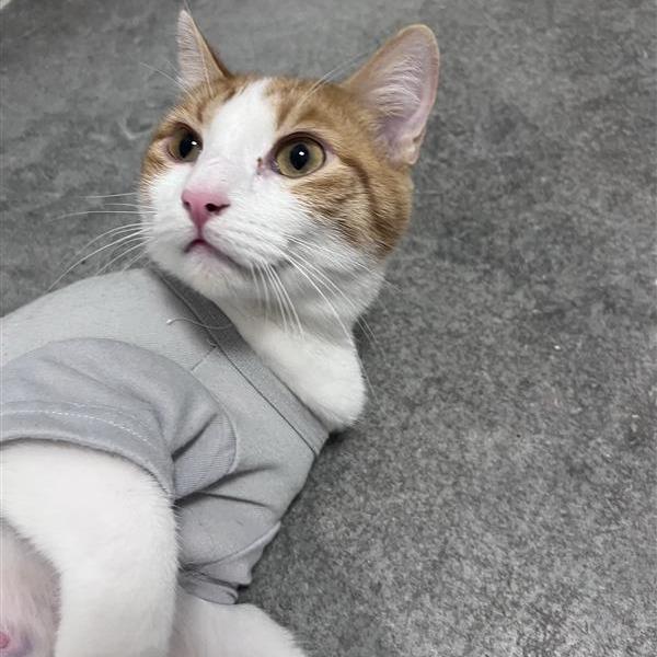 Enlarge Arizona, a Adoptable Domestic Short Hair in Bentonville, AR image 3/6