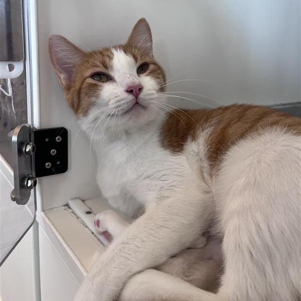 Enlarge Arizona, a Adoptable Domestic Short Hair in Bentonville, AR image 5/6