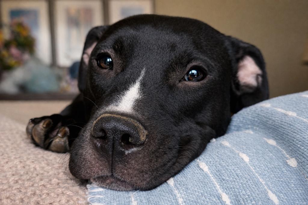 Daisy, Adoptable, Puppy Female American Staffordshire Terrier & Labrador Retriever.