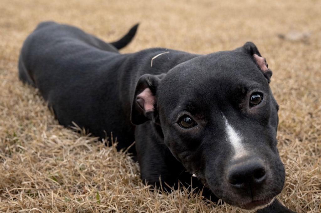 Enlarge Daisy, a Adoptable mixed breed in Princeton, MA image 2/6