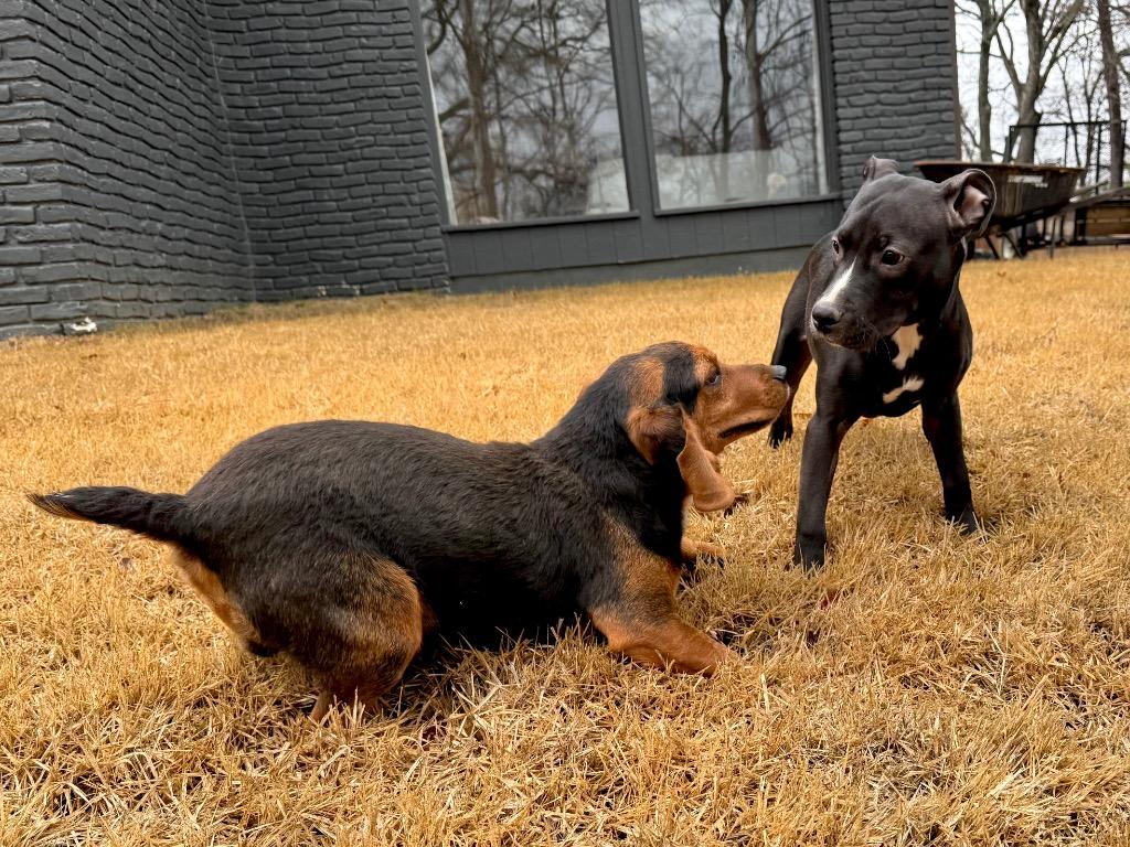 Enlarge Daisy, a Adoptable mixed breed in Princeton, MA image 3/6