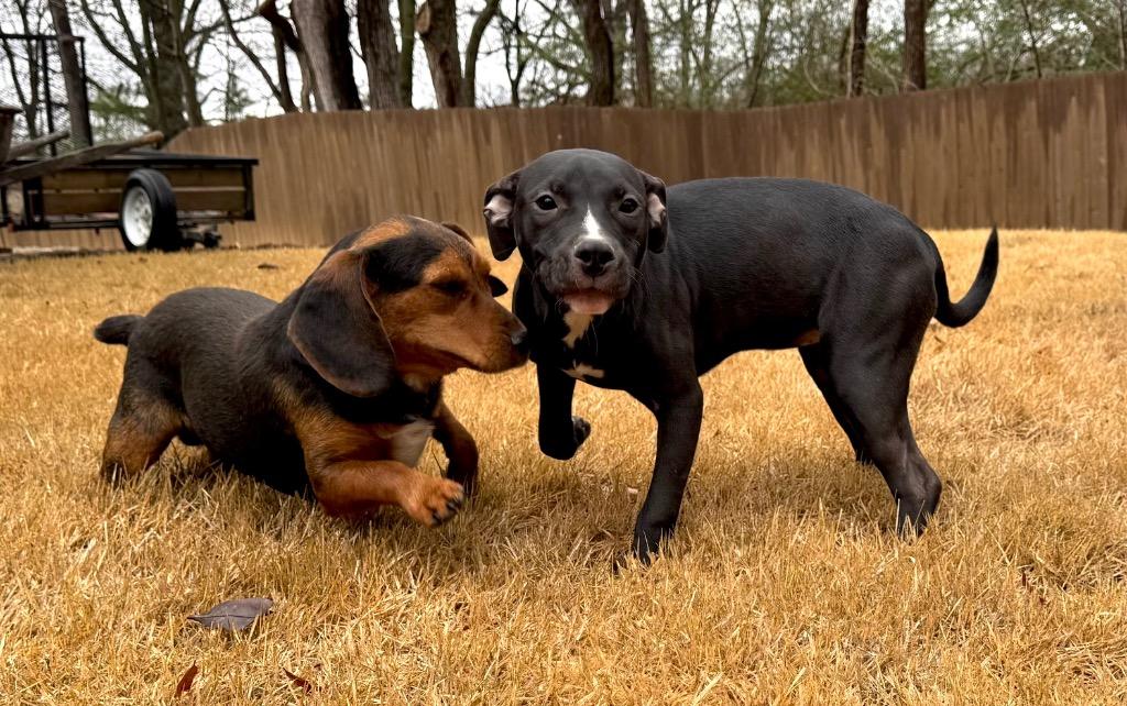 Enlarge Daisy, a Adoptable mixed breed in Princeton, MA image 1/6