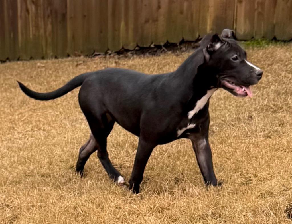 Enlarge Daisy, a Adoptable mixed breed in Princeton, MA image 2/6