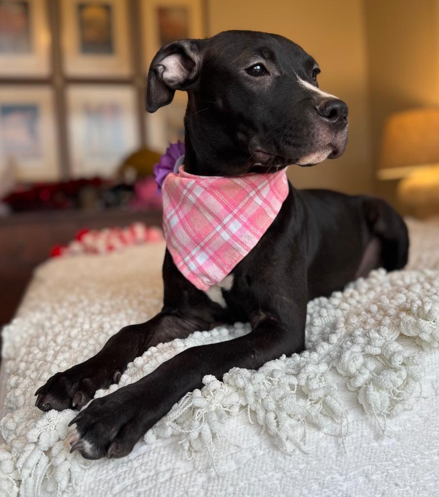 Enlarge Daisy, a Adoptable mixed breed in Princeton, MA image 3/6