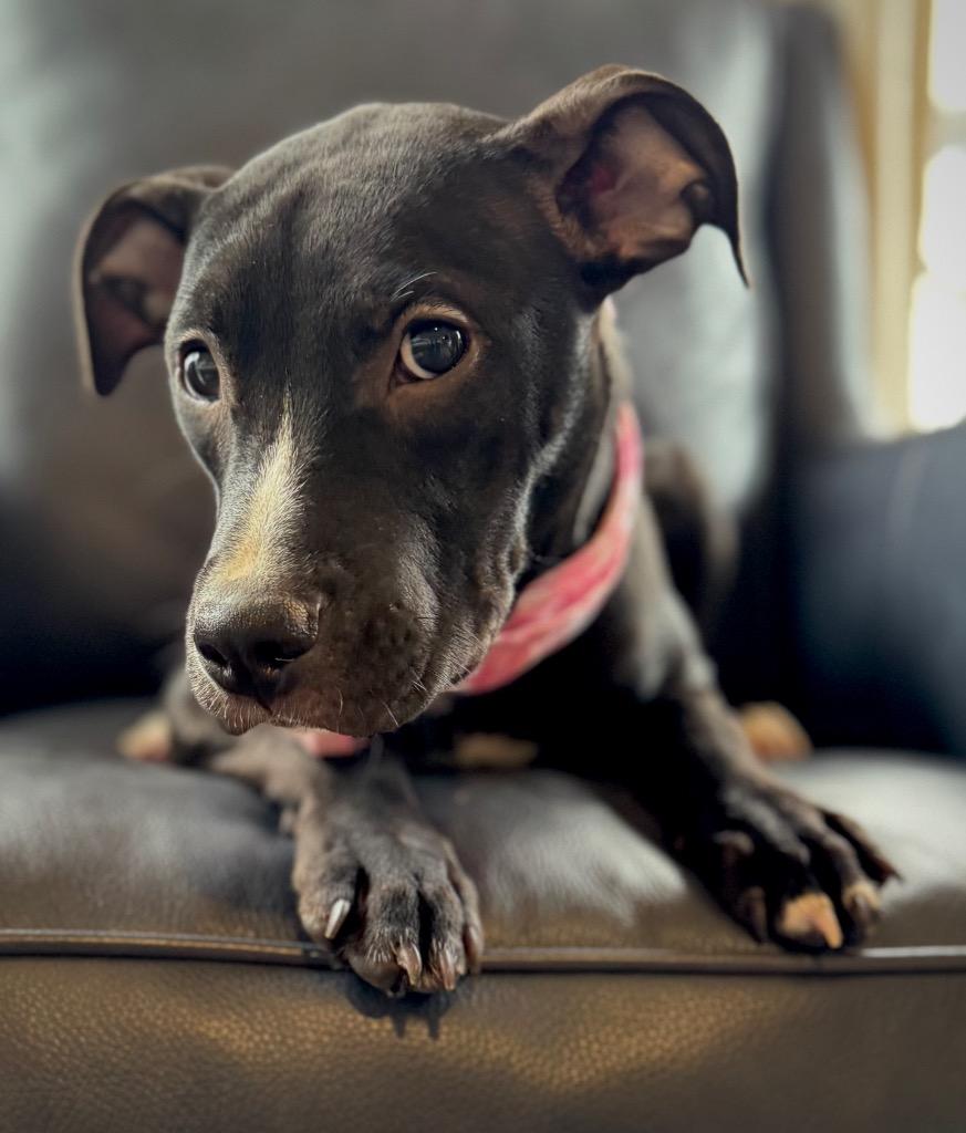 Enlarge Daisy, a Adoptable mixed breed in Princeton, MA image 4/6