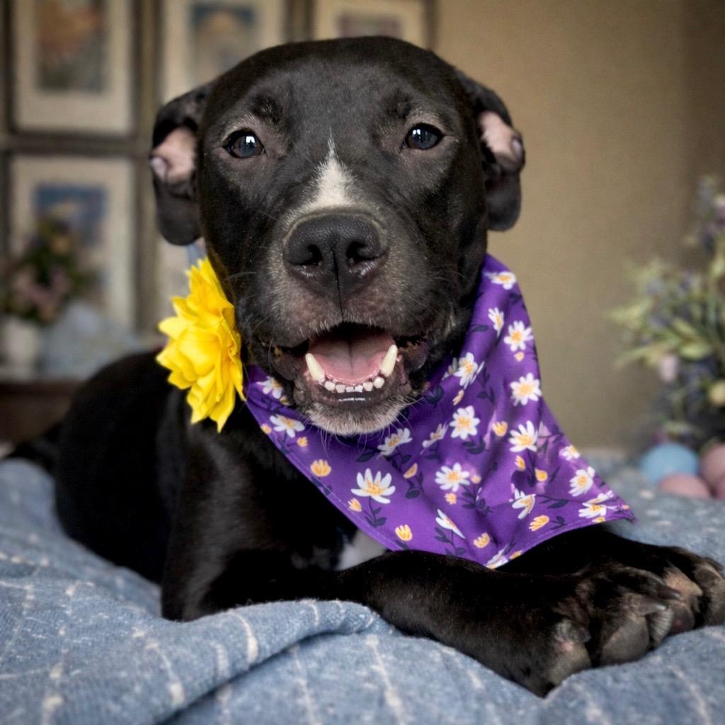 Daisy, a Adoptable mixed breed in Princeton, MA image 4/6