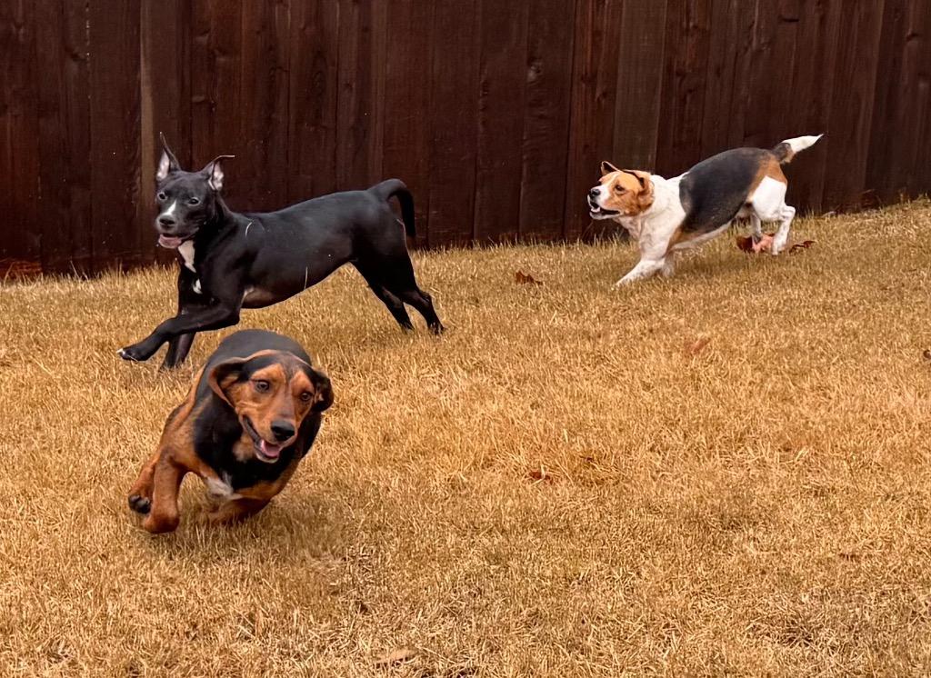 Enlarge Daisy, a Adoptable mixed breed in Princeton, MA image 5/6