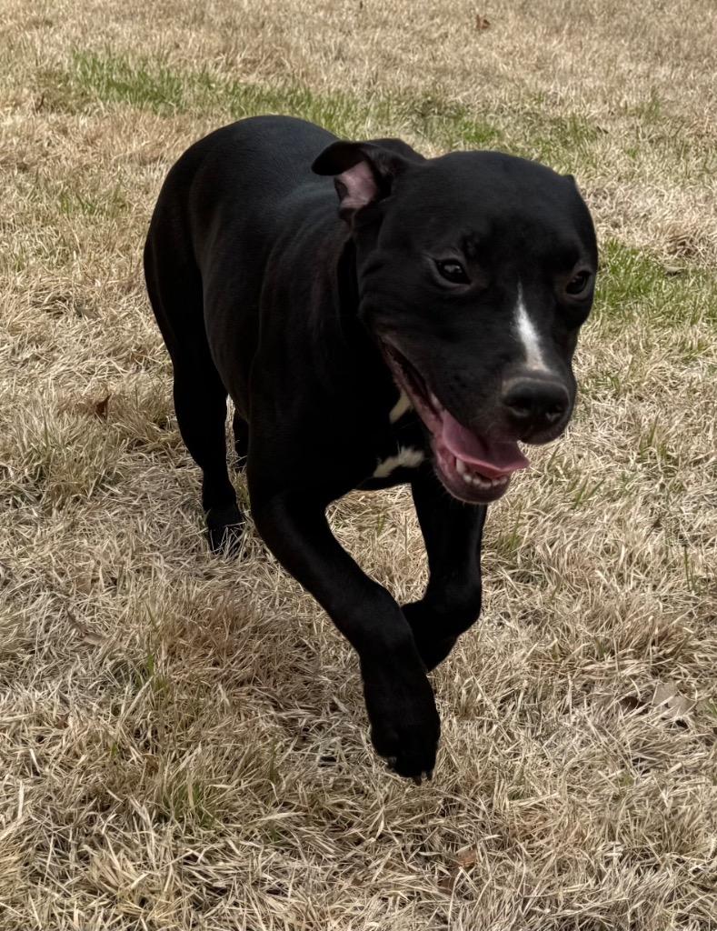 Enlarge Daisy, a Adoptable mixed breed in Princeton, MA image 4/6