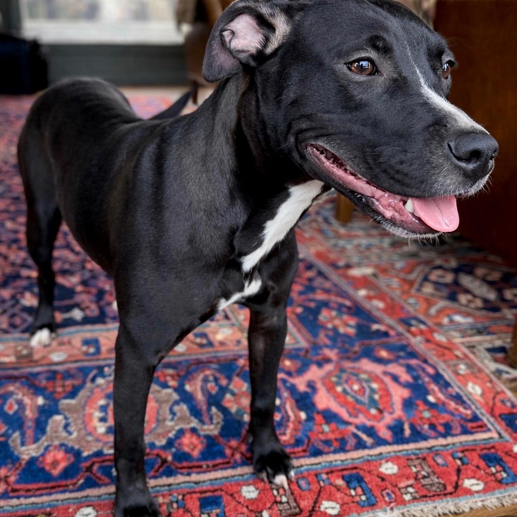 Enlarge Daisy, a Adoptable mixed breed in Princeton, MA image 6/6