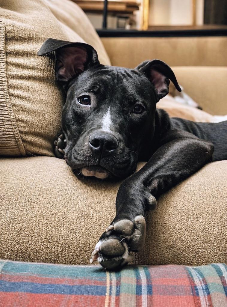 Daisy, a Adoptable mixed breed in Princeton, MA image 6/6