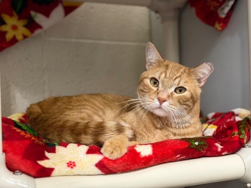 Orange, a Adoptable Tabby in Fruit Heights, UT image 1/6