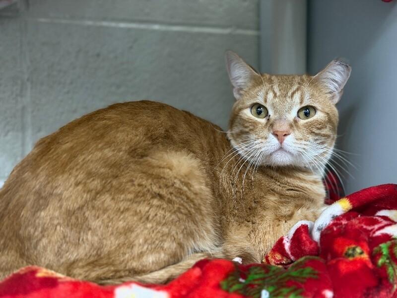 Orange, a Adoptable Tabby in Fruit Heights, UT image 2/6