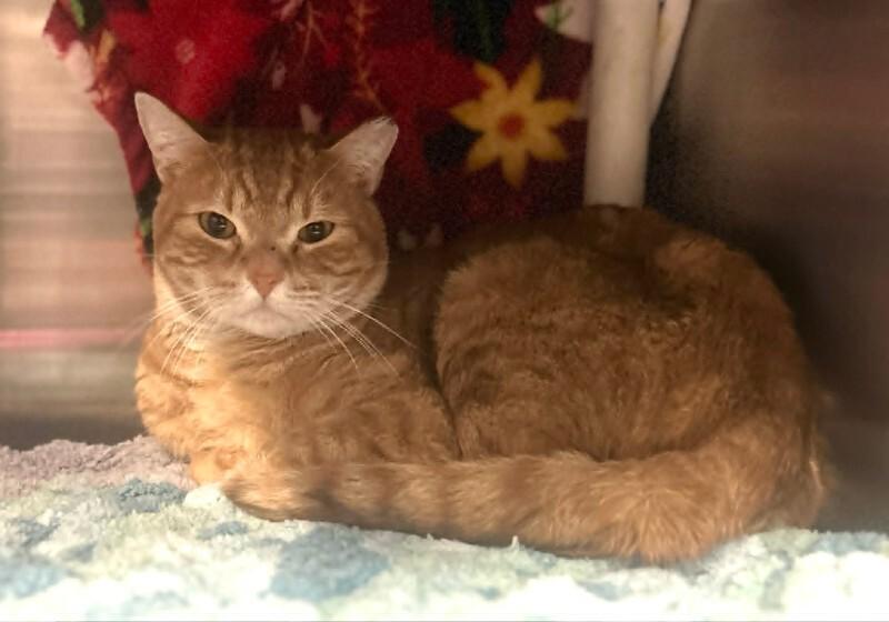 Orange, a Adoptable Tabby in Fruit Heights, UT image 3/6