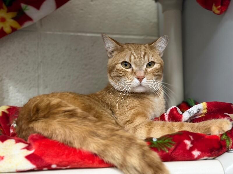 Orange, a Adoptable Tabby in Fruit Heights, UT image 4/6