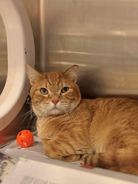 Orange, a Adoptable Tabby in Fruit Heights, UT image 5/6