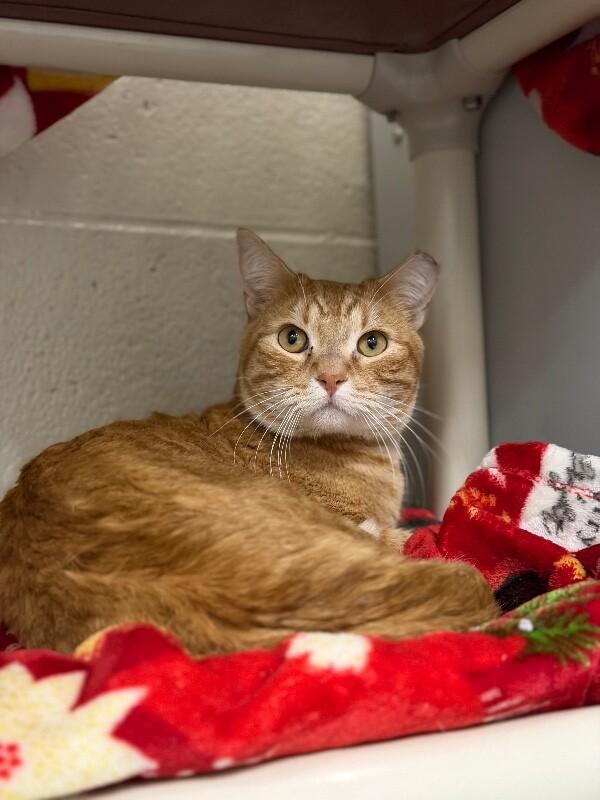 Orange, a Adoptable Tabby in Fruit Heights, UT image 6/6
