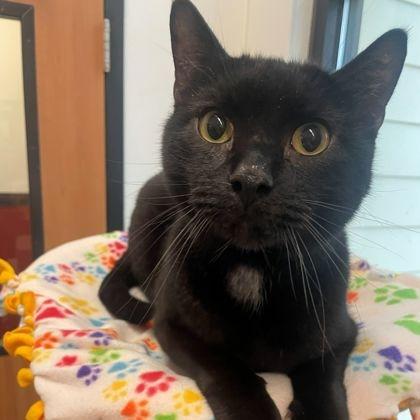 Brody, ADOPTABLE, Adult Male Domestic Short Hair.