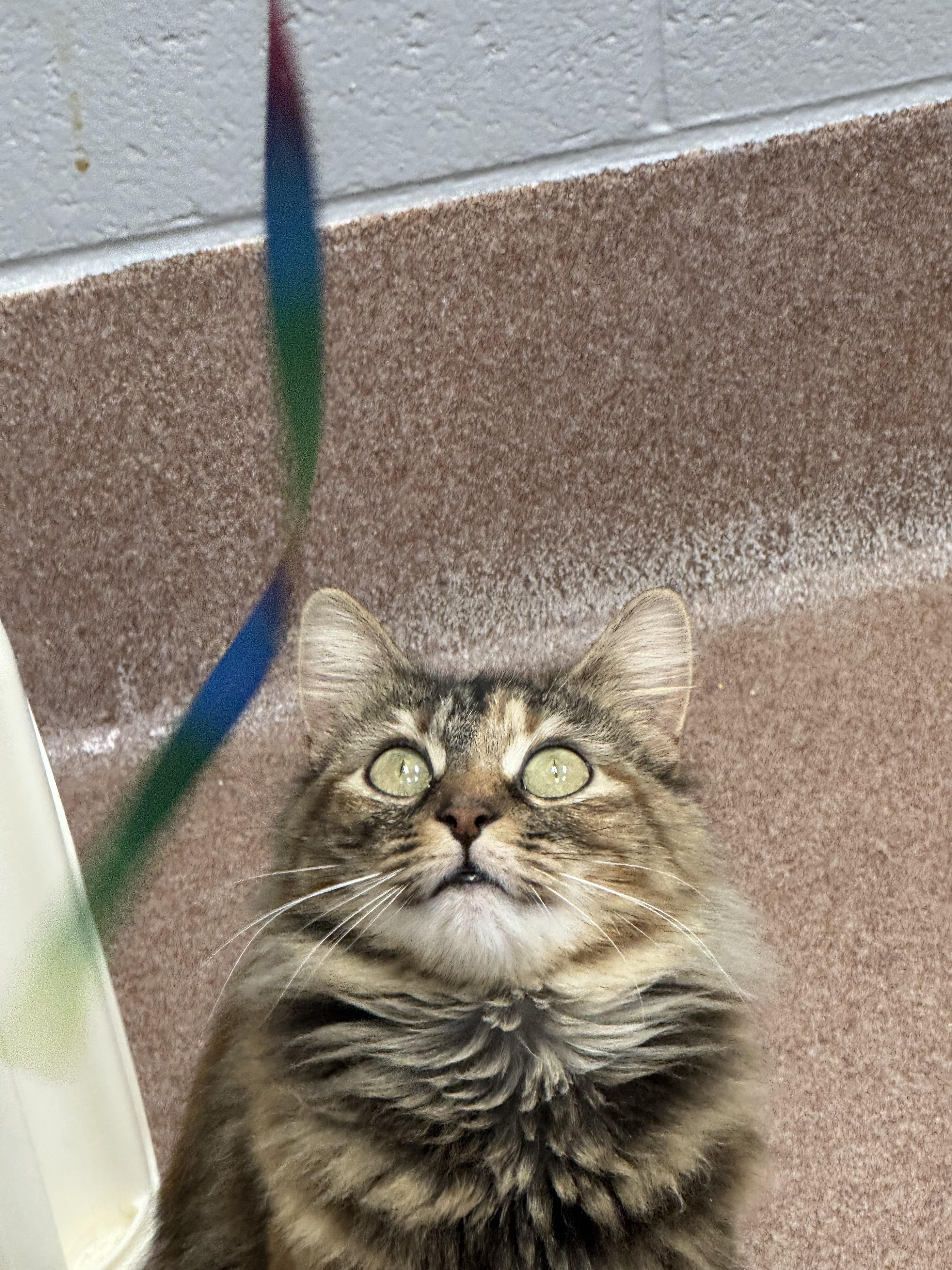 Enlarge Nimrodel, a ADOPTABLE Domestic Long Hair in Maidens, VA image 2/2