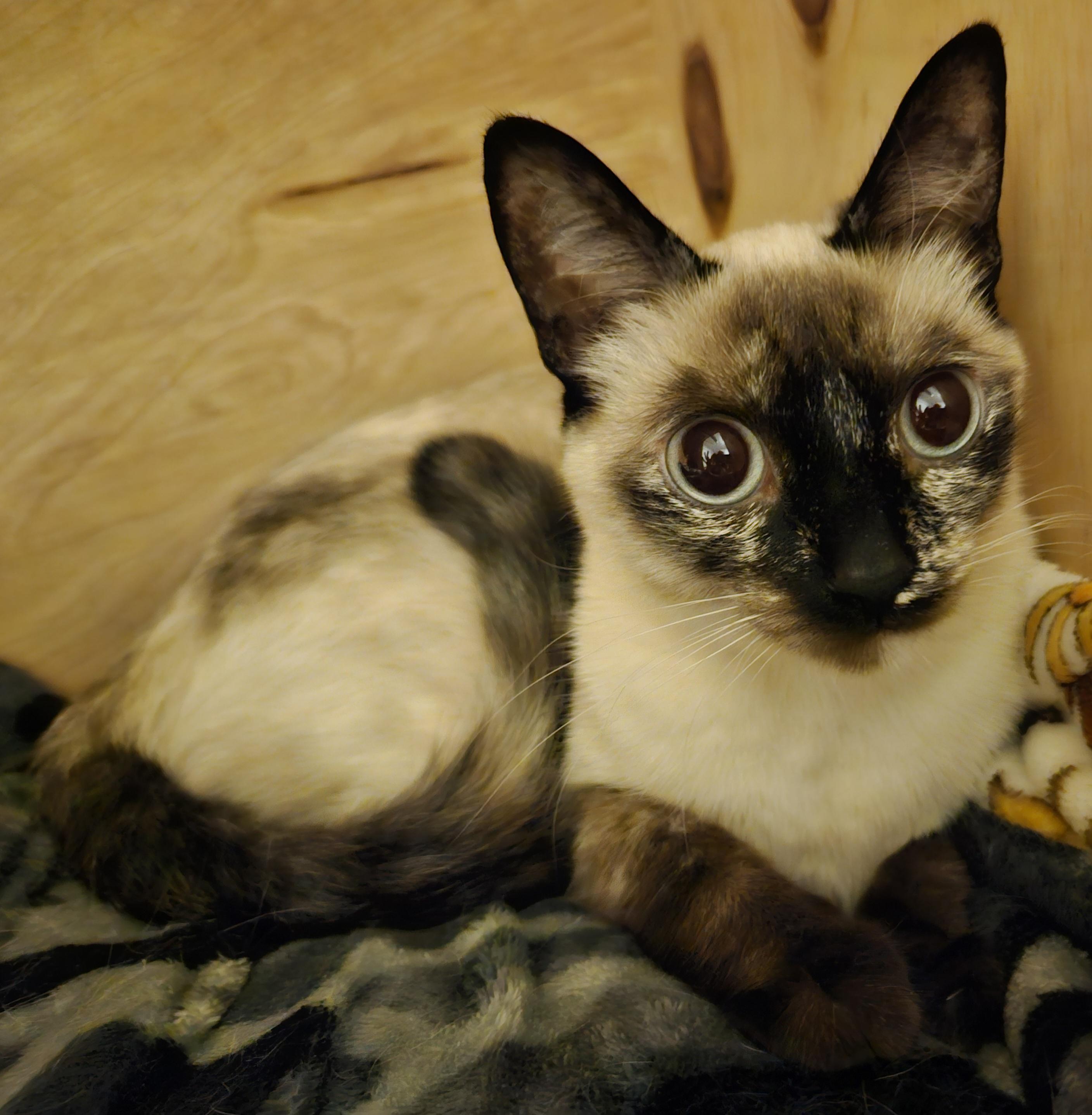 Mysti, an adopted mixed breed in Hartford, CT image 3/4