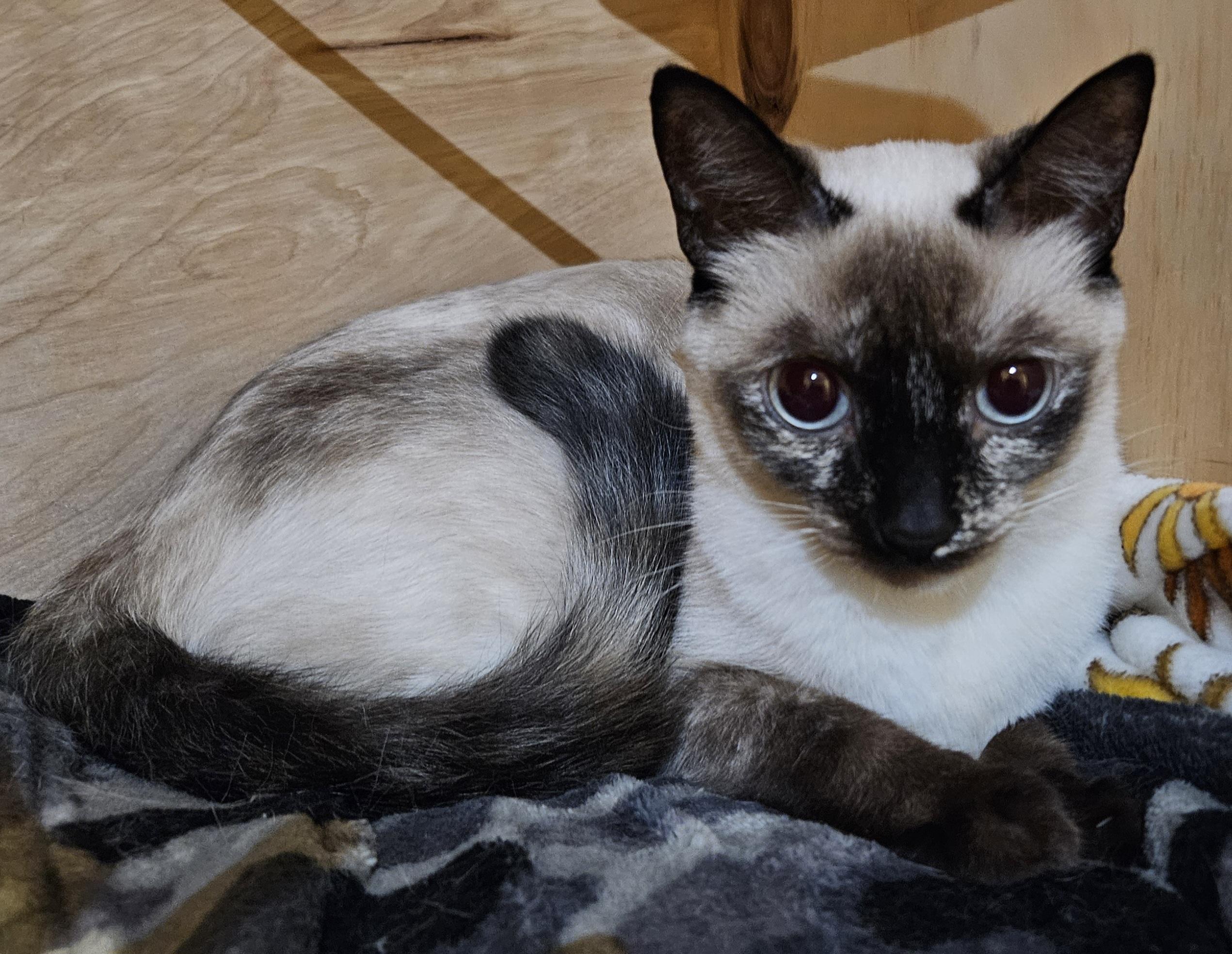 Mysti, an adopted mixed breed in Hartford, CT image 4/4