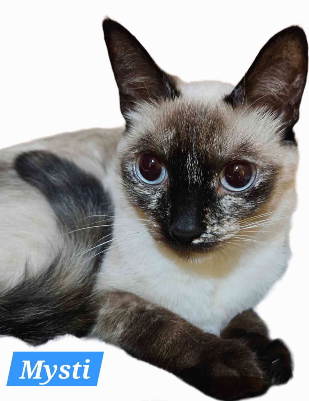 Mysti, adopted, Young Female Siamese & Tortoiseshell.