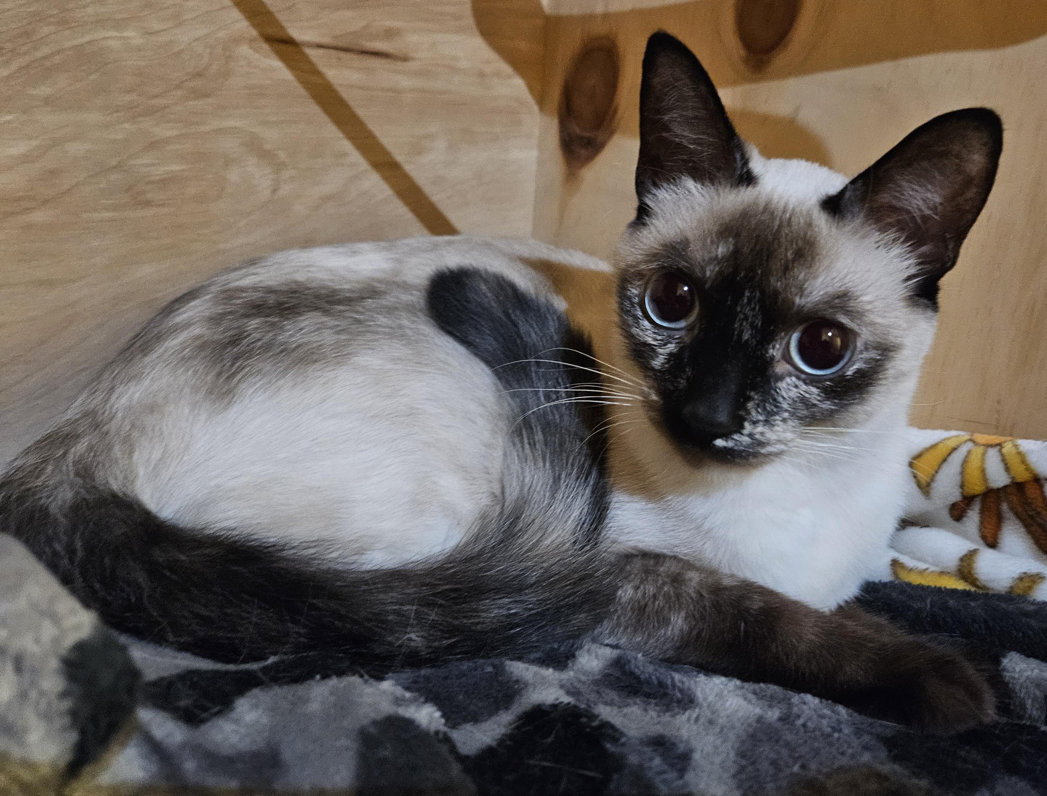 Mysti, an adopted mixed breed in Hartford, CT image 2/4