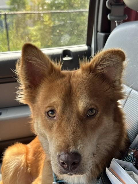DIOR, a ADOPTABLE mixed breed in Lynn Haven, FL image 1/2
