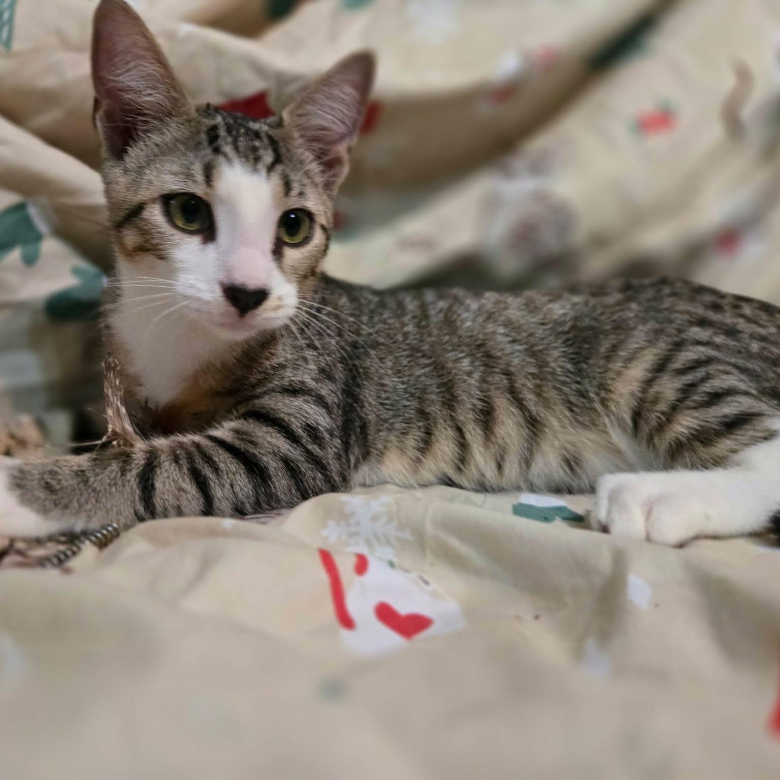 Zucchini, a ADOPTABLE Domestic Short Hair in Sewell, NJ image 4/4
