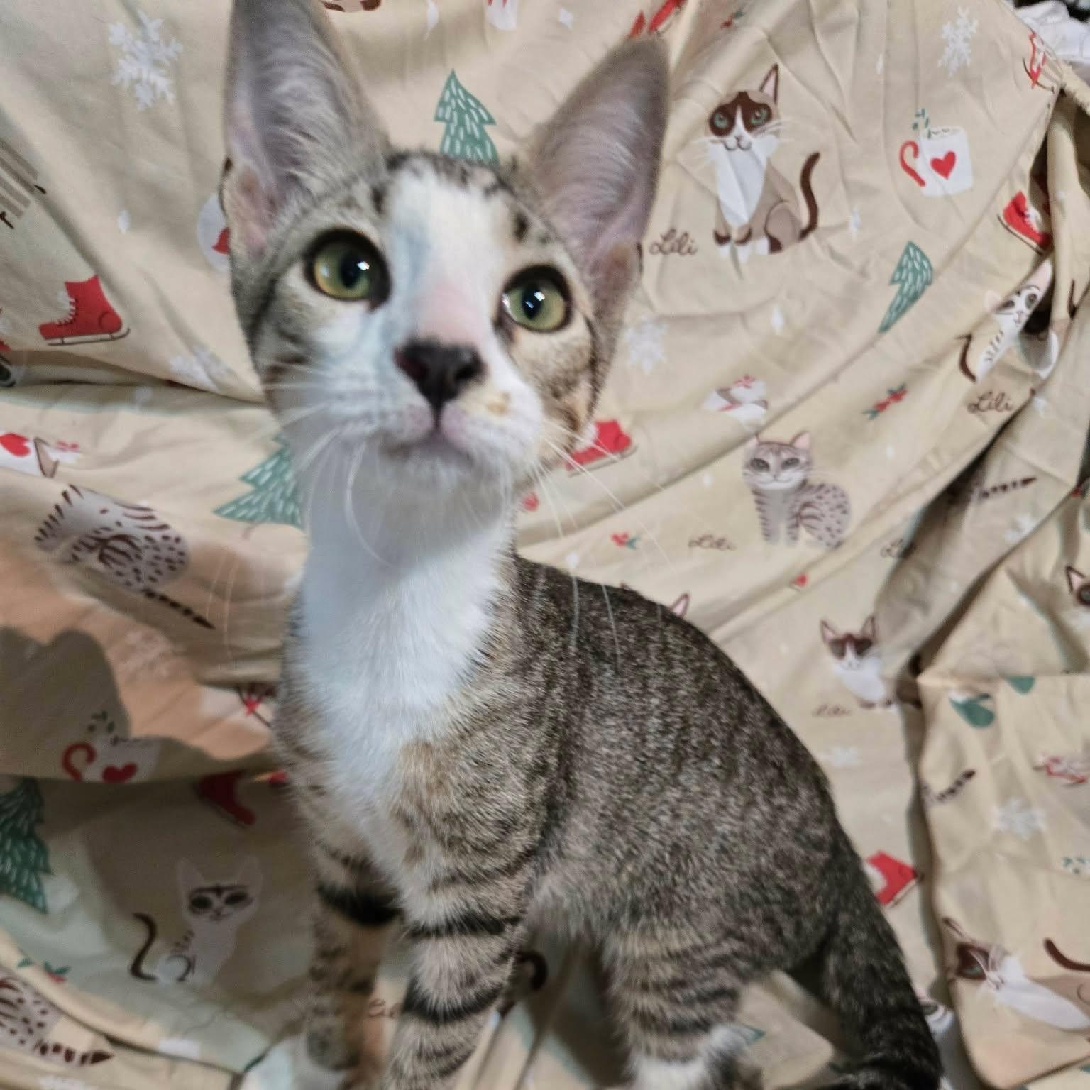 Zucchini, ADOPTABLE, Kitten Male Domestic Short Hair.