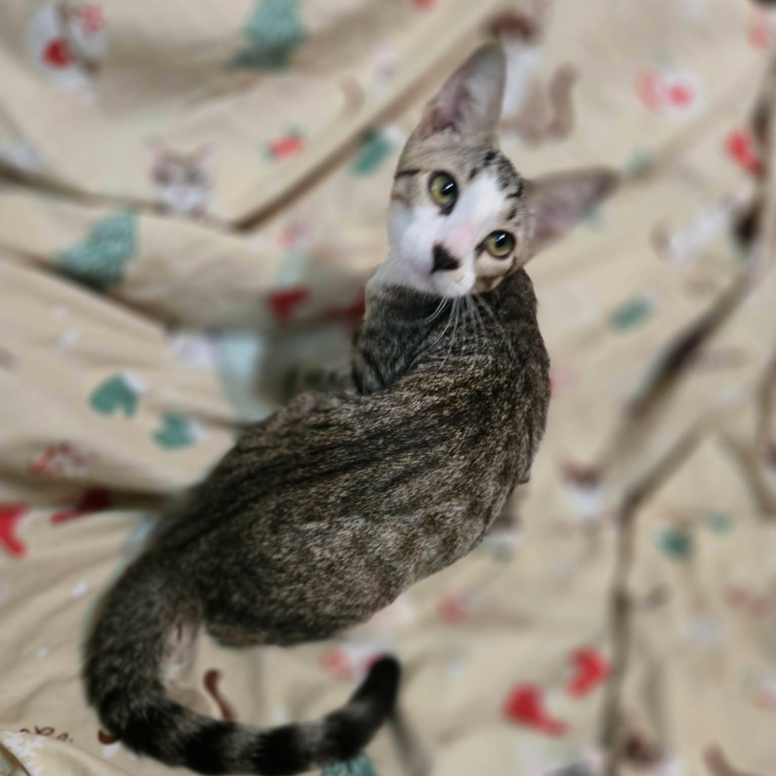 Zucchini, a ADOPTABLE Domestic Short Hair in Sewell, NJ image 3/4