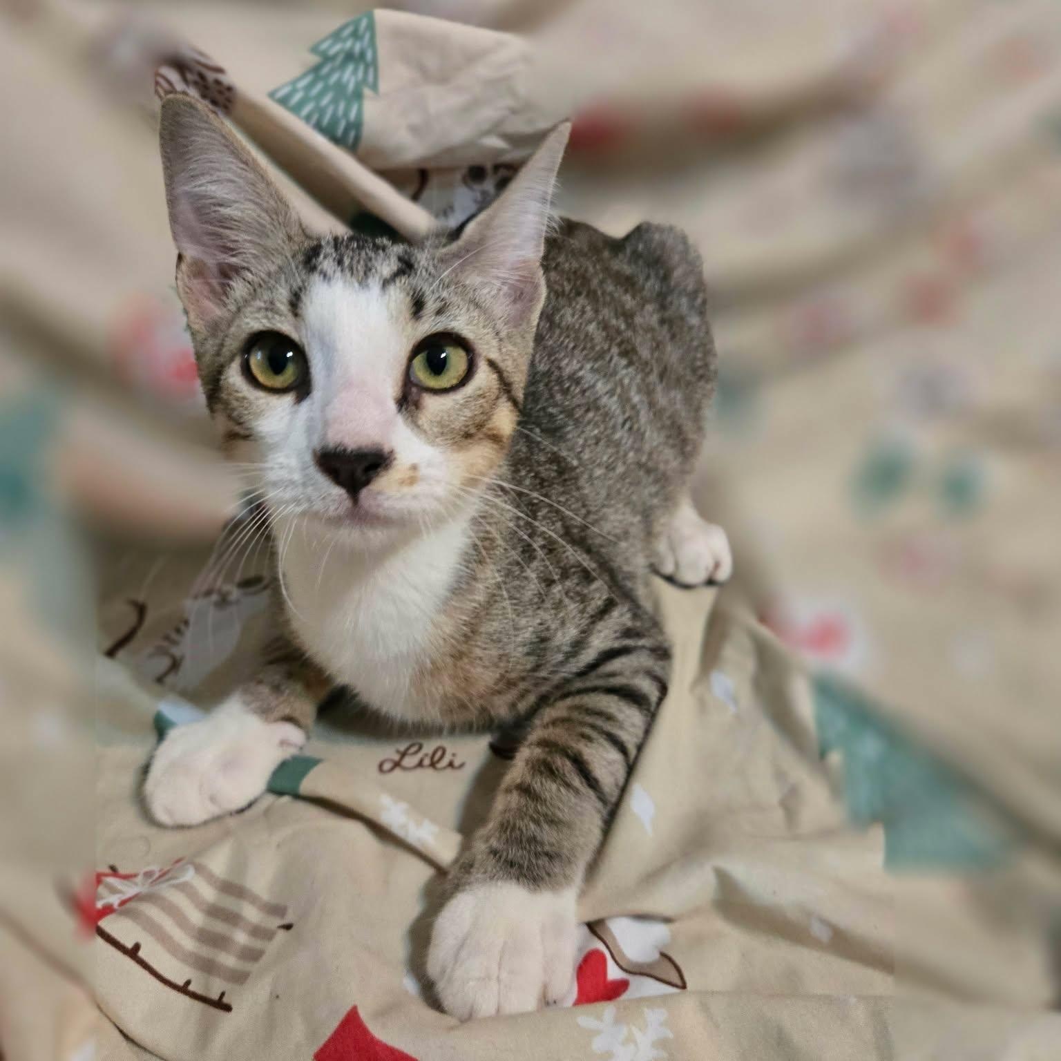 Zucchini, a ADOPTABLE Domestic Short Hair in Sewell, NJ image 2/4