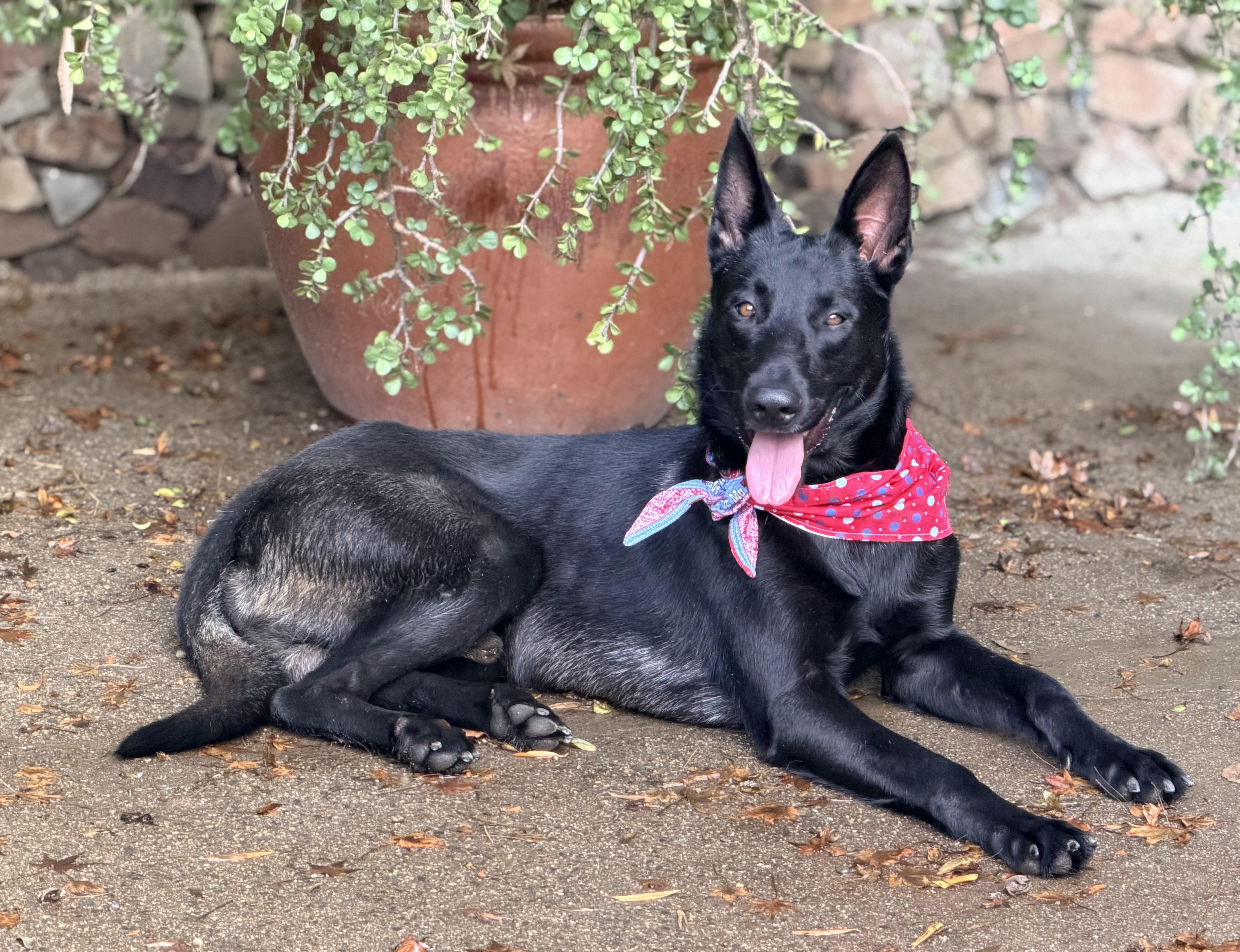 Gordon, Adopted, Young Male Belgian Shepherd / Malinois.