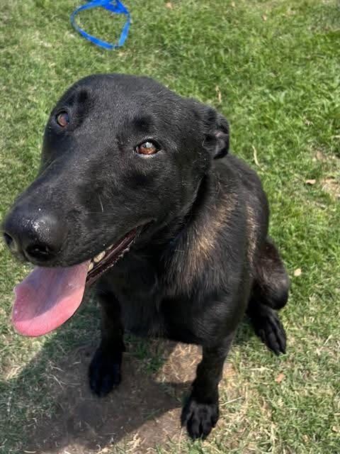 Enlarge Gordon, a Adopted Belgian Shepherd / Malinois in Vancouver, WA image 2/3