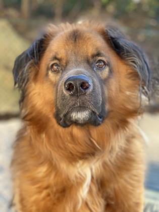 Beau, Adoptable, Young Male Shepherd & Mixed Breed.