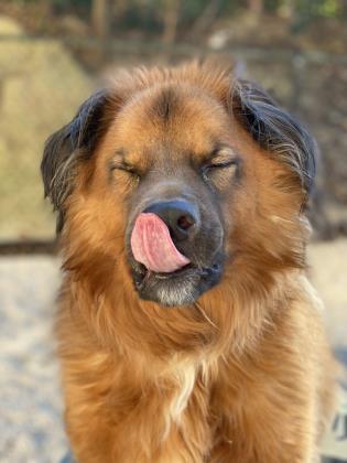 Enlarge Beau, a Adoptable mixed breed in Columbia, SC image 3/3