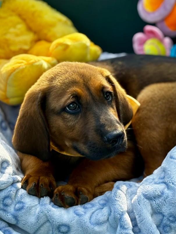 Enlarge Rocky, a ADOPTABLE Mixed Breed in Joppa, AL image 2/2
