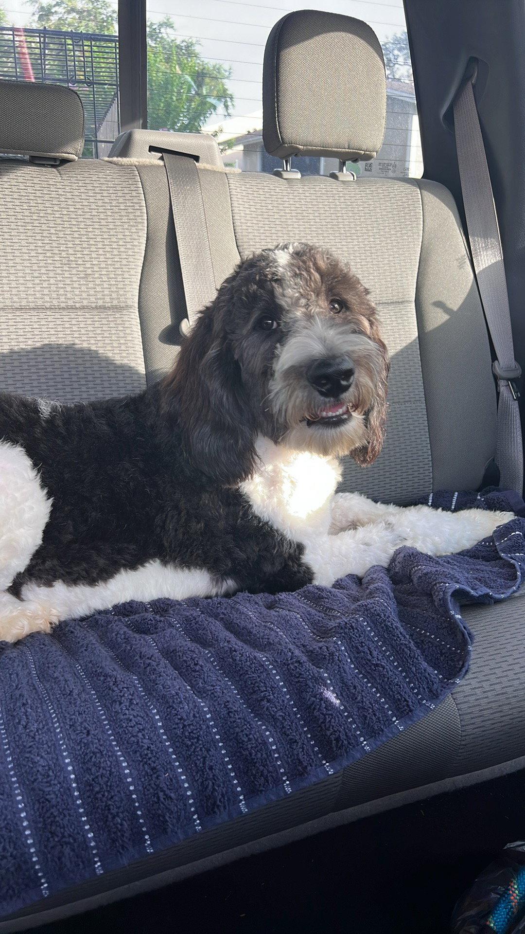 Enlarge Pongo Dood, a Adoptable Poodle in Valrico, FL image 1/3