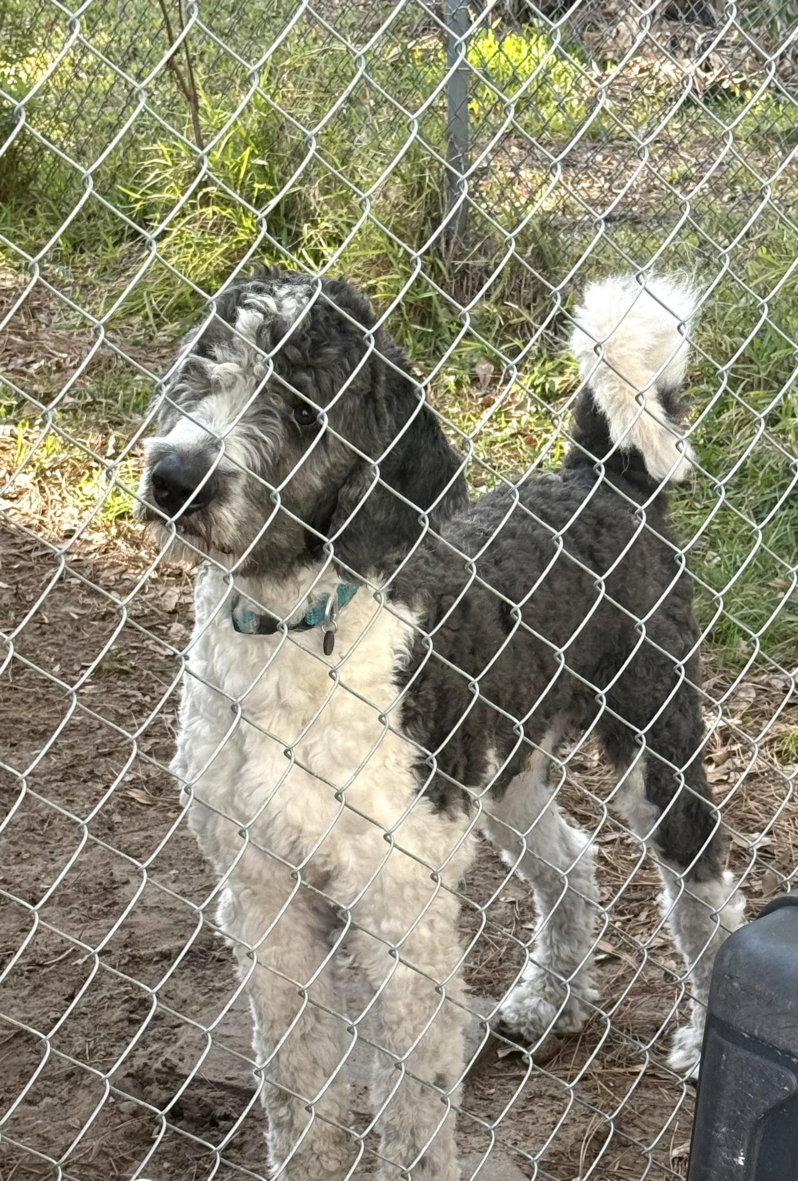 Enlarge Pongo Dood, a Adoptable Poodle in Valrico, FL image 2/3