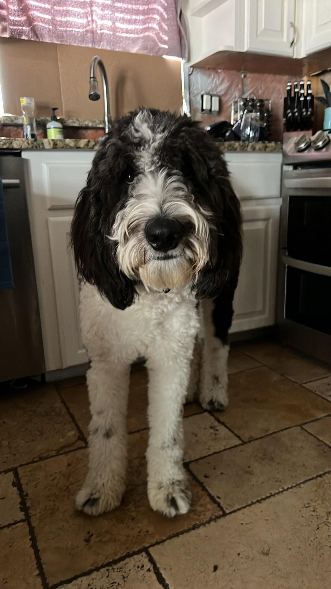 Enlarge Pongo Dood, a Adoptable Poodle in Valrico, FL image 3/3