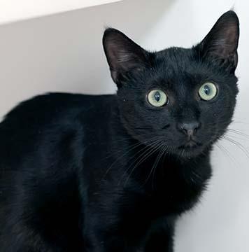 Cookie — thumbnail 3