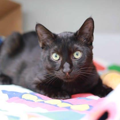 Cookie — thumbnail 4