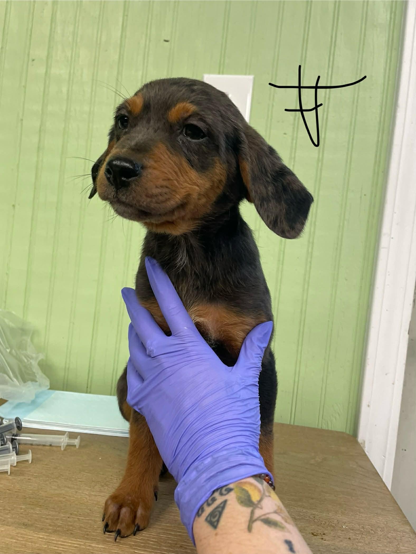 Clover, ADOPTABLE, Puppy Female Australian Shepherd.