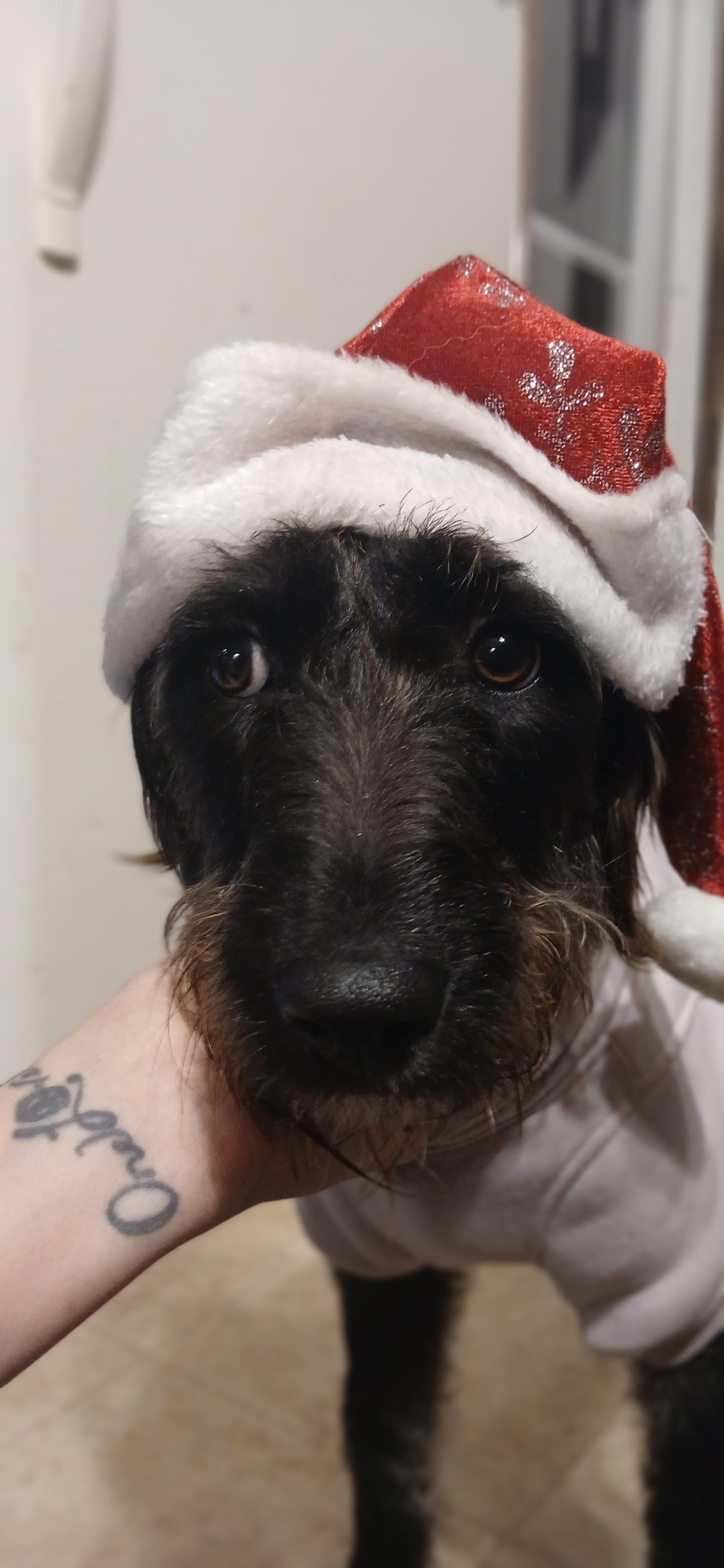 Enlarge Joyce, a ADOPTABLE Mixed Breed in Kenosha, WI image 3/6